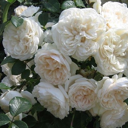 Rosa Summer Memories® - bianco - rose arbustive